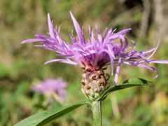 Centaurea jacea jacea