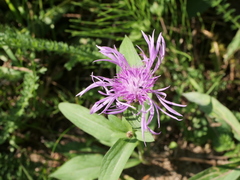 Centaurea jacea jacea
