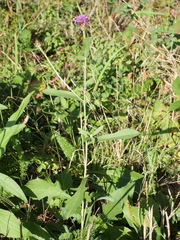 Centaurea jacea jacea