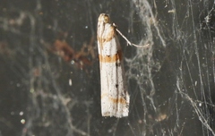 Acroncosa albiflavella
