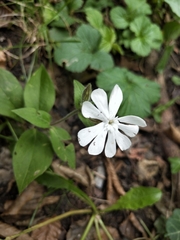 Silene latifolia