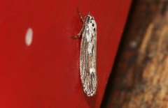 Ethmia discostrigella