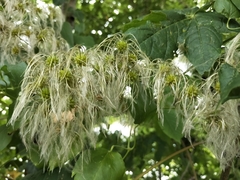 Clematis vitalba