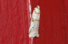 Acroncosa albiflavella