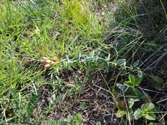 Hypericum linarioides
