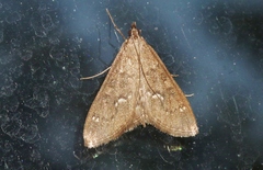 Mecyna mustelinalis
