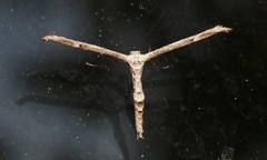 Oidaematophorus grisescens