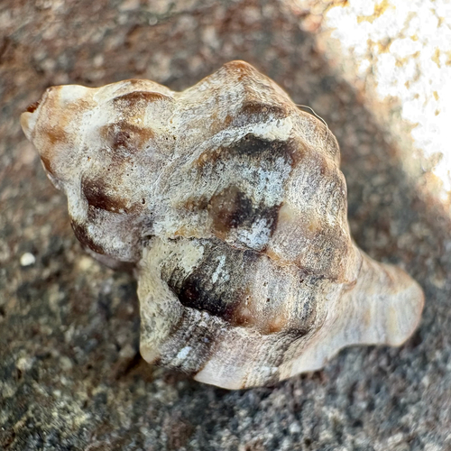 Hexaplex trunculus