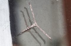 Oidaematophorus grisescens