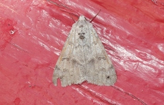 Drasteria scrupulosa