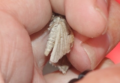 Drasteria scrupulosa