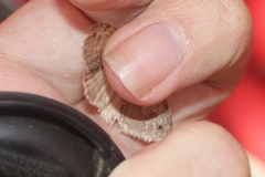 Drasteria scrupulosa