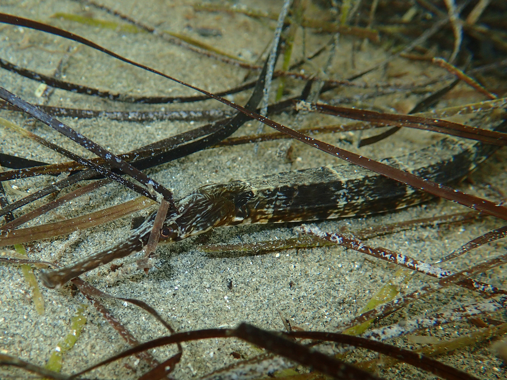 Narrow-snouted Pipefish