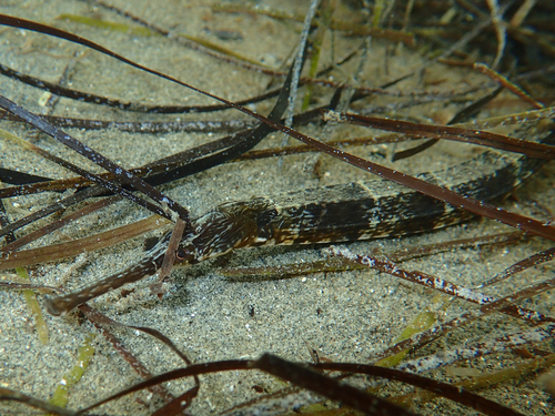 Narrow-snouted Pipefish