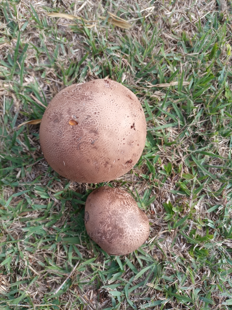 Calvatia rugosa · May 2025 · photo: © ronyristow (iNaturalist, cc-by)