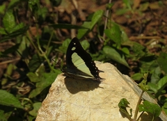 Polyura bharata