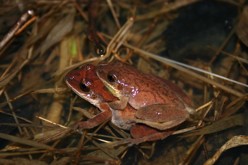 Collinses' Mountain Chorus Frog