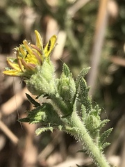 Osteospermum muricatum