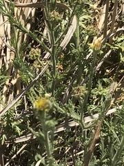 Osteospermum muricatum