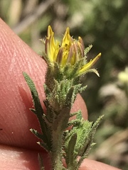 Osteospermum muricatum