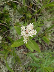 Asclepias ovalifolia