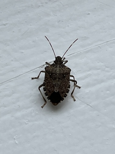 Halyomorpha halys