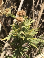 Osteospermum muricatum