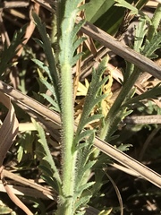 Osteospermum muricatum