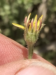 Osteospermum muricatum