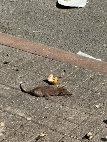 Rat photographed near here on 2025-05-27