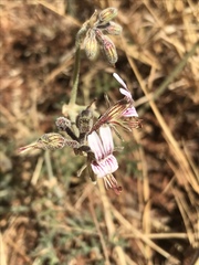 Pelargonium dolomiticum