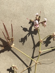 Pelargonium dolomiticum