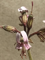 Pelargonium dolomiticum