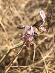 Pelargonium dolomiticum