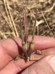 Pelargonium dolomiticum