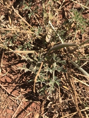 Pelargonium dolomiticum