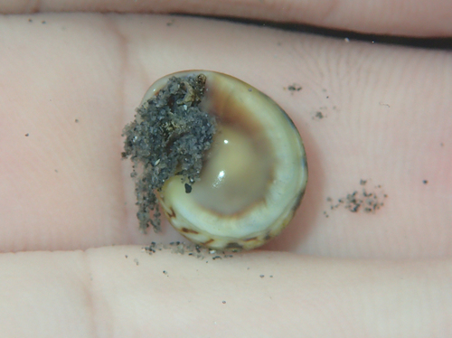 Tritia neritea