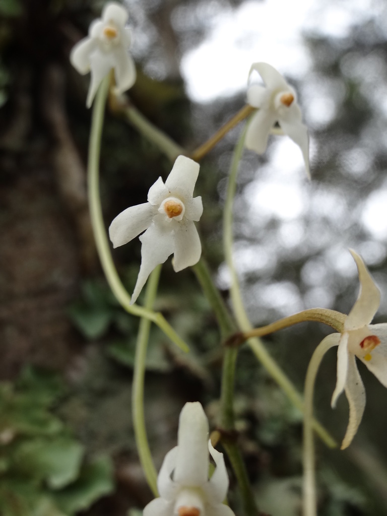 Ypsilopus erectus