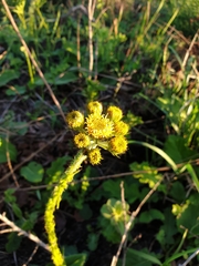 Berkheya multijuga