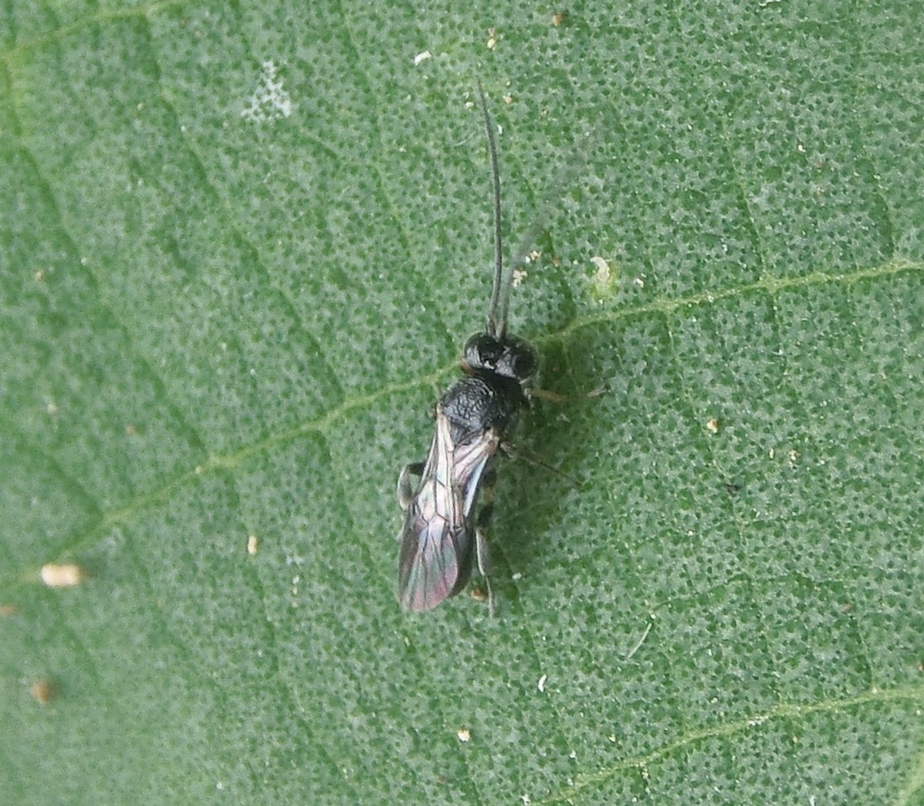 Chellu Small Insect Chelonus from 638台灣雲林縣麥寮鄉 on May 27, 2025 at 02:48 PM by r88621108 ...