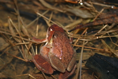 Pseudacris collinsorum