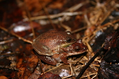 Pseudacris collinsorum