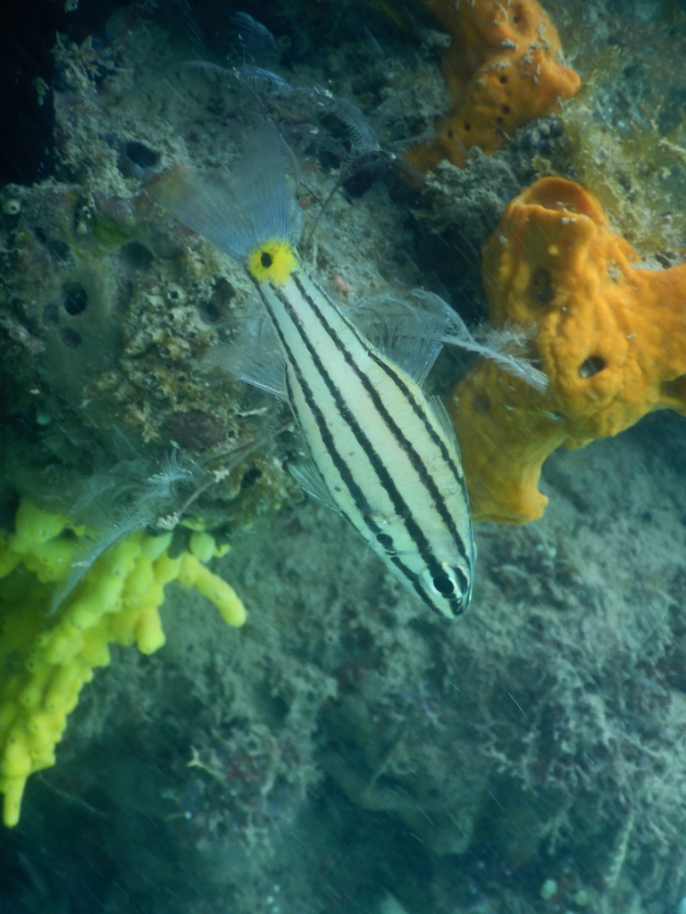 Fivelined cardinalfish