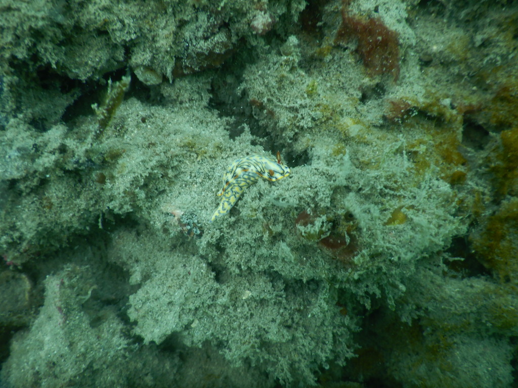 Black-striped Split-tooth Dorid