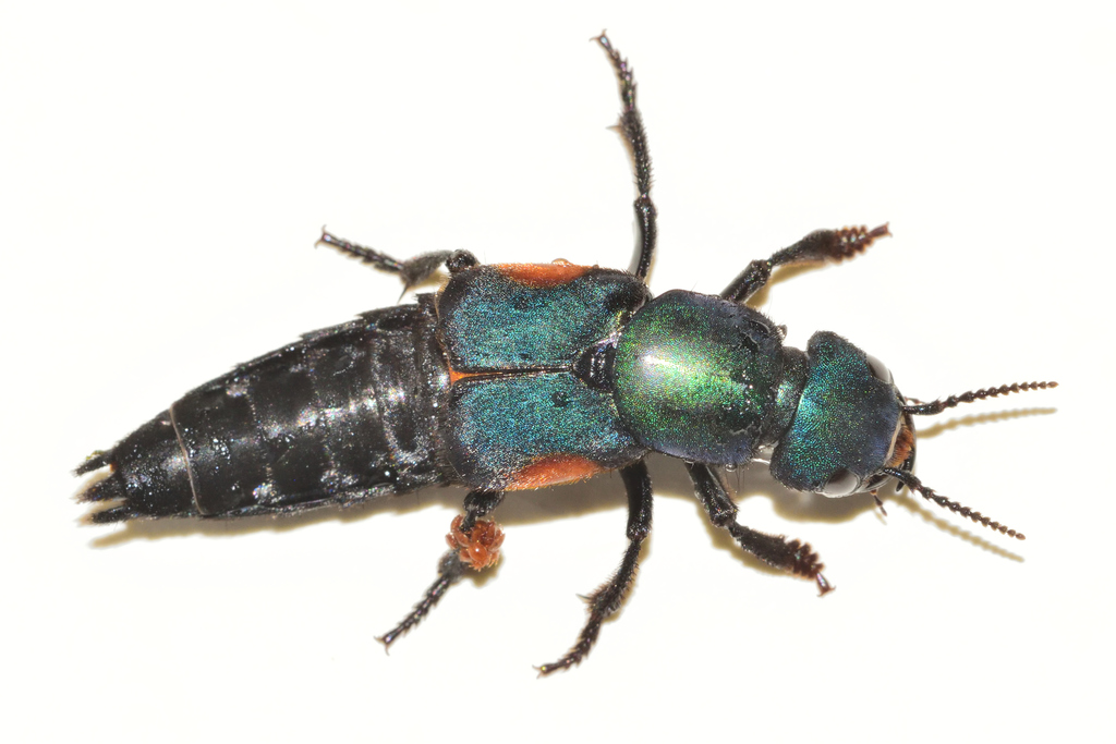 Attadracus