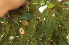 Pistacia terebinthus palaestina