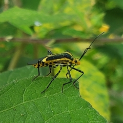 Hypselonotus linea
