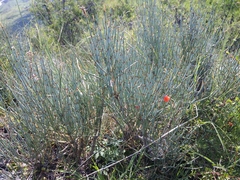 Ephedra procera