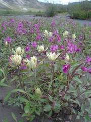 Castilleja pallida caudata