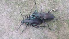 Psalidognathus friendii